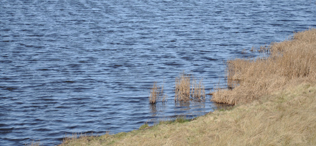 Venus wechselt in die Fische