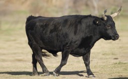 magnifique taureau de Camargue