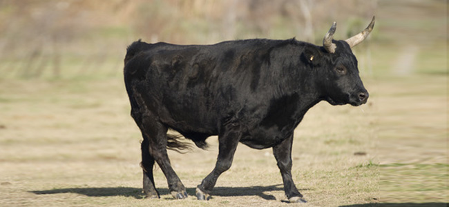 Sternzeichen Stier 2012